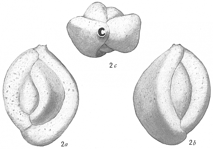Quinqueloculina agglutinata Quinqueloculina agglutinata