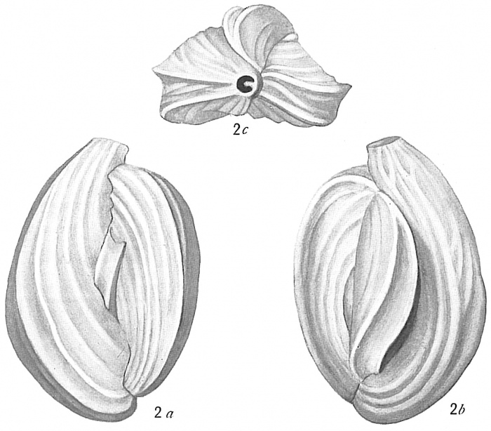 Quinqueloculina bicornis