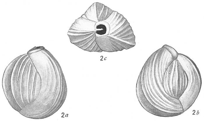 Quinqueloculina boueana Quinqueloculina boueana