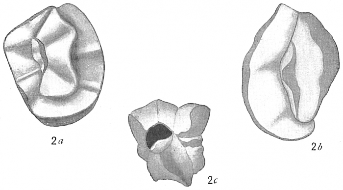 Quinqueloculina bradyana