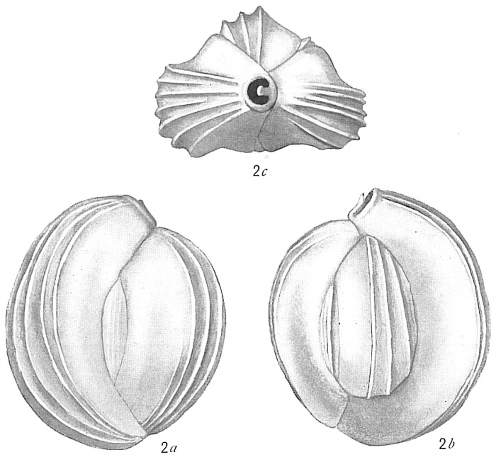 Quinqueloculina disparilis curta