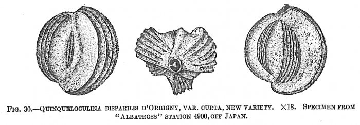 Quinqueloculina disparilis curta