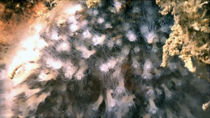 Picture of Aurelia aurita (Linnaeus, 1758) Picture of Aurelia aurita (Linnaeus, 1758)