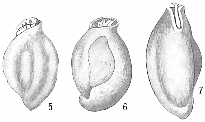 Quinqueloculina ferox Quinqueloculina ferox