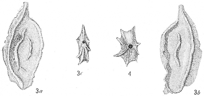 Quinqueloculina ferussacii Quinqueloculina ferussacii