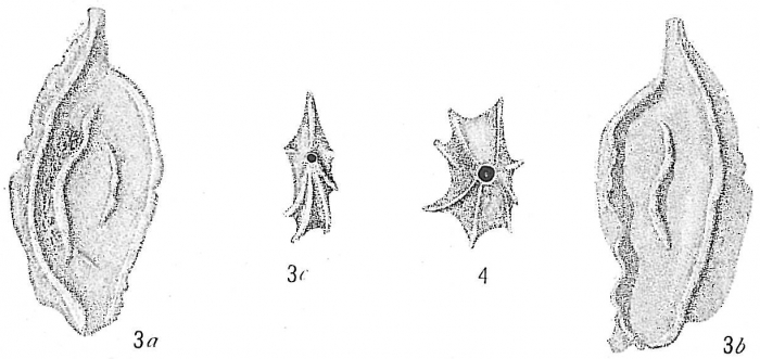 Quinqueloculina ferussacii