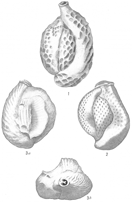 Quinqueloculina reticulata