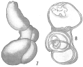 Chromista - Foraminifera (foraminifers)