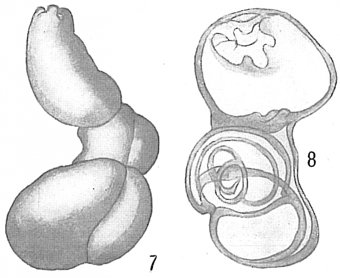 Quinqueloculina schauinslandi