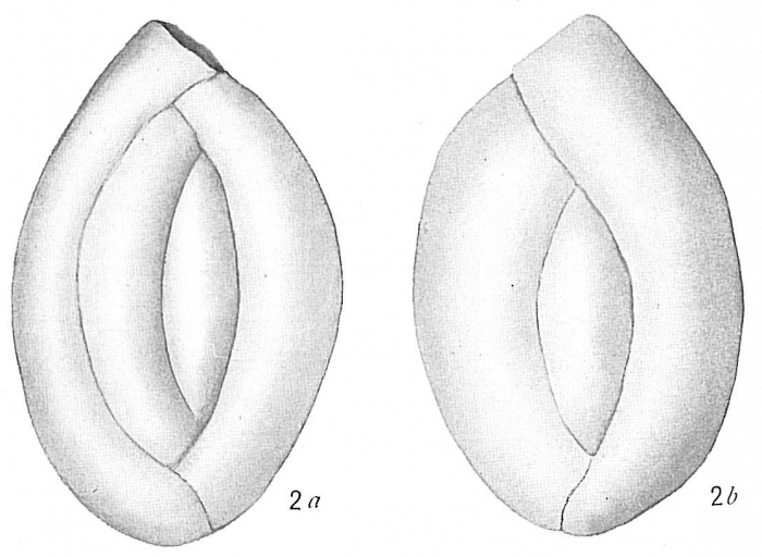 Quinqueloculina seminulum Quinqueloculina seminulum