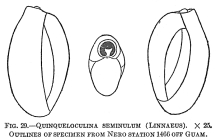 Quinqueloculina seminulum