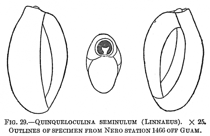 Quinqueloculina seminulum Quinqueloculina seminulum
