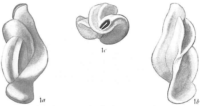 Quinqueloculina spiralis