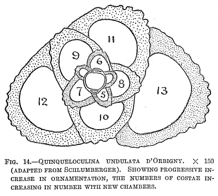 Quinqueloculina undulata