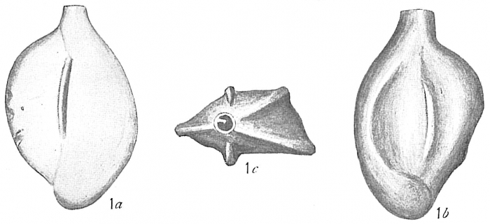 Quinqueloculina venusta Quinqueloculina venusta