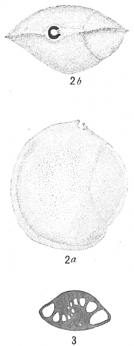 Sigmoilina sigmoidea Sigmoilina sigmoidea