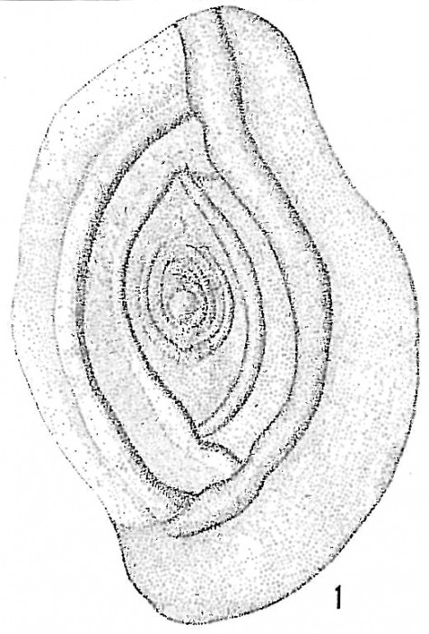 Spiroloculina acutimargo Spiroloculina acutimargo