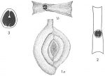 Spiroloculina canaliculata