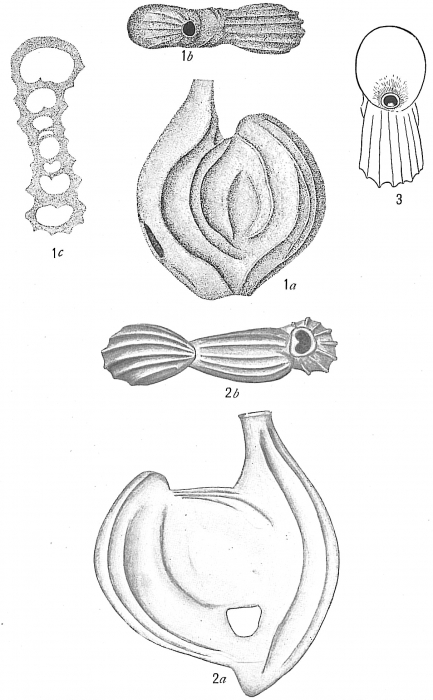 Spiroloculina costifera