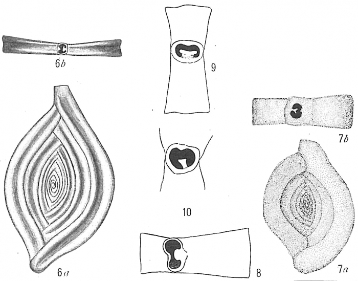 Spiroloculina depressa Spiroloculina depressa