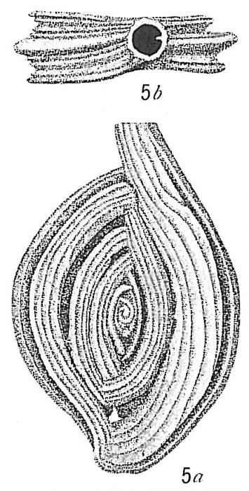 Spiroloculina grata angulata Spiroloculina grata angulata