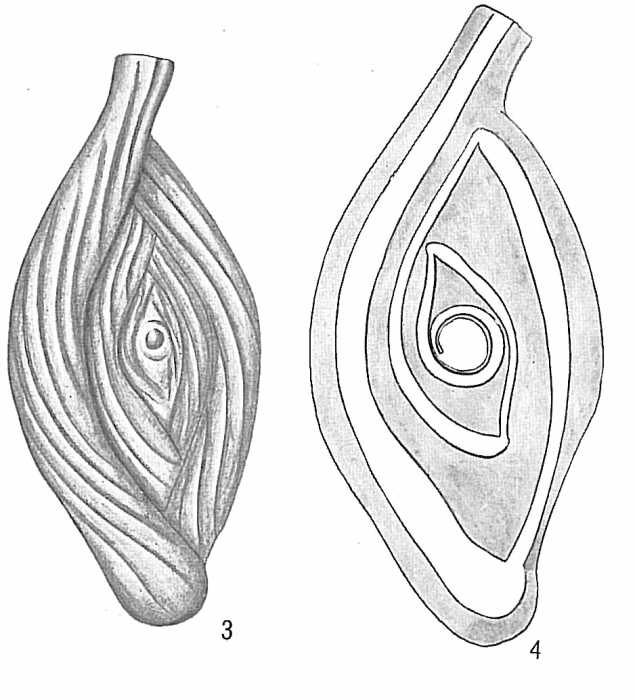 Spiroloculina grata