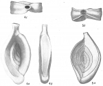 Chromista - Foraminifera (foraminifers)