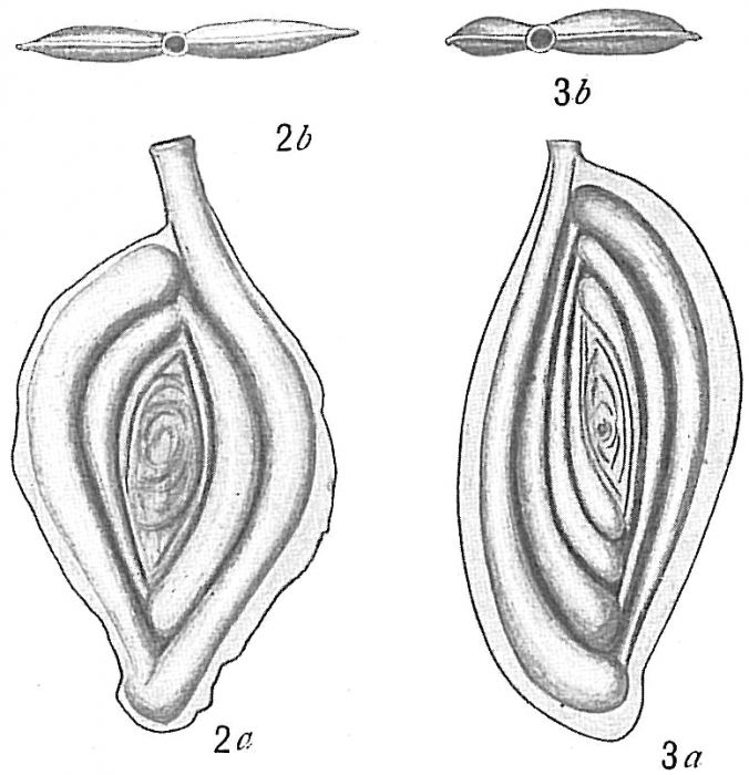 Spiroloculina tenuimargo Spiroloculina tenuimargo