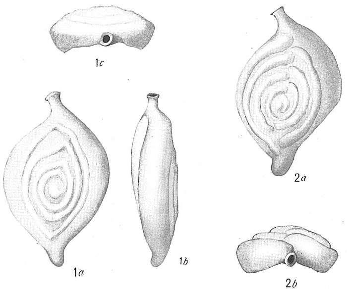 Spiroloculina unicostata