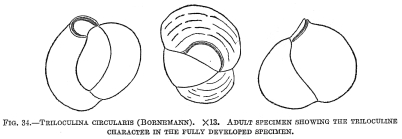 Triloculina circularis
