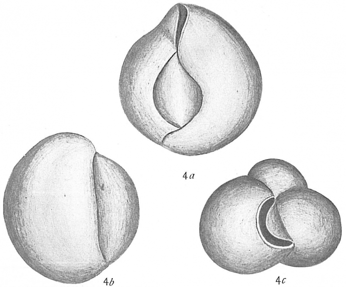 Triloculina circularis Triloculina circularis