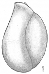 Triloculina cuneata