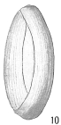 Triloculina cylindrica