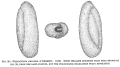 Chromista - Foraminifera (foraminifers)