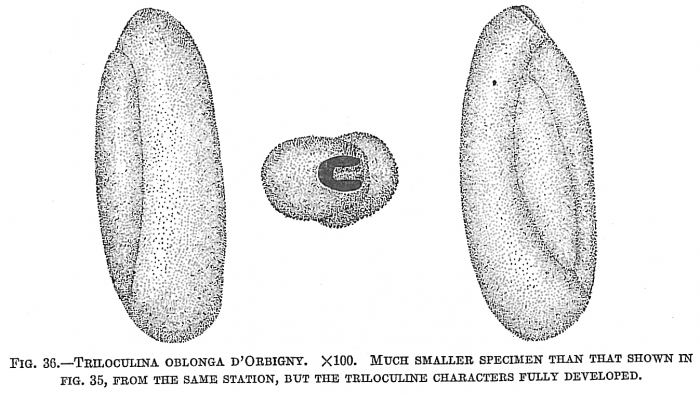 Triloculina oblonga Triloculina oblonga
