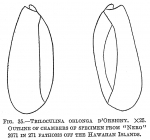 Triloculina oblonga