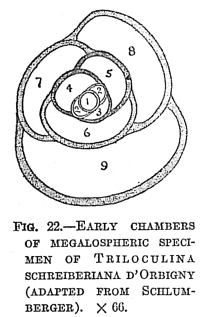 Triloculina schreiberiana Triloculina schreiberiana