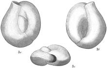 Triloculina suborbicularis