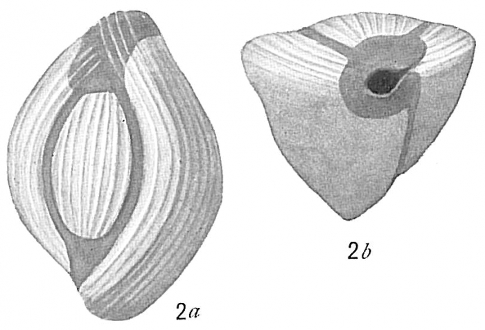 Triloculina terquemiana