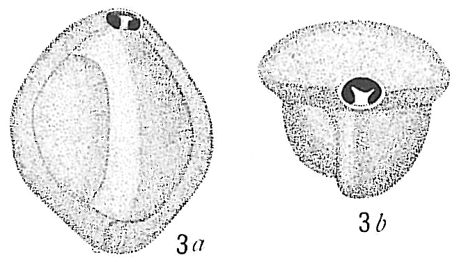 Triloculina trigonula