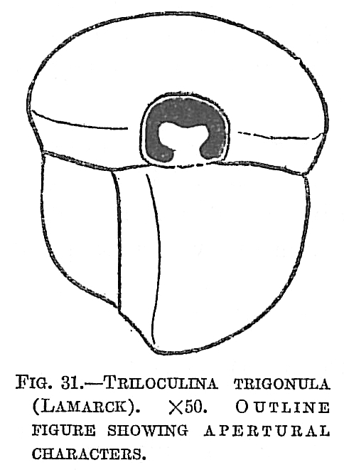 Triloculina trigonula Triloculina trigonula