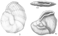 Chromista - Foraminifera (foraminifers)