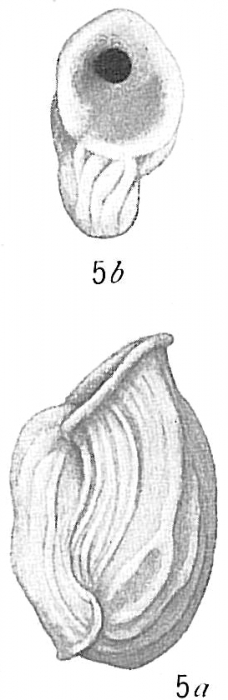 Articulina sulcata sensu Cushman (1917) = Articulina pacifica Cushman, 1944 Articulina sulcata sensu Cushman (1917) = Articulina pacifica Cushman, 1944