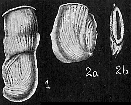 Articulina lineata