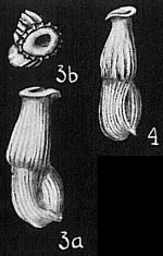 Articulina sulcata sensu Cushman (1929) = Articulina pacifica, 1944