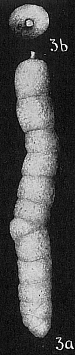 Clavulina communis Clavulina communis