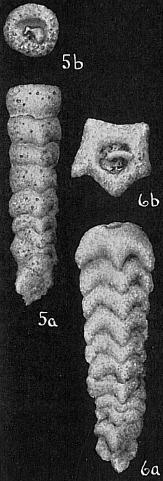 Clavulina difformis