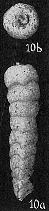 Clavulina difformis Clavulina difformis
