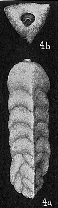 Clavulina pacifica Clavulina pacifica