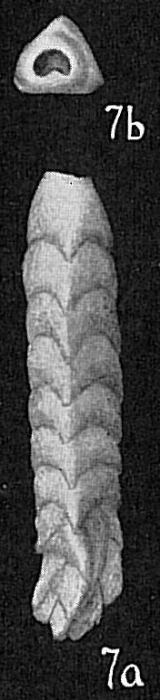 Clavulina pacifica Clavulina pacifica